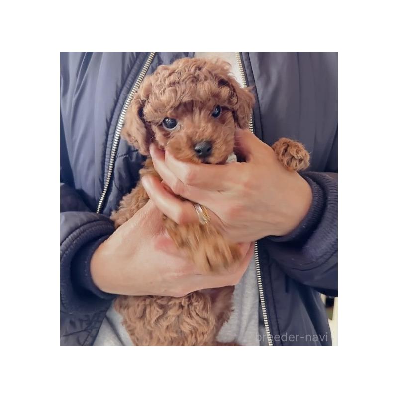 販売中の埼玉県のトイプードル-445356の2枚目