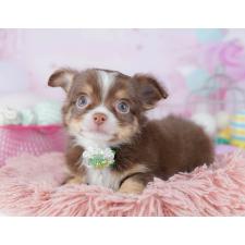 ♀︎チワワ(ロングコート)