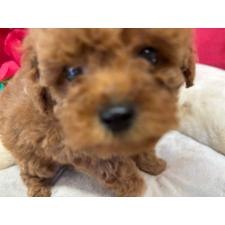 ♀︎タイニープードル