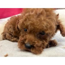 ♀︎タイニープードル