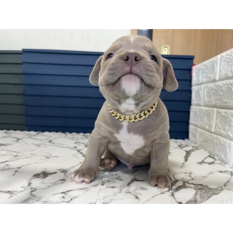 販売中の滋賀県のエキゾチックブリー-440732の2枚目