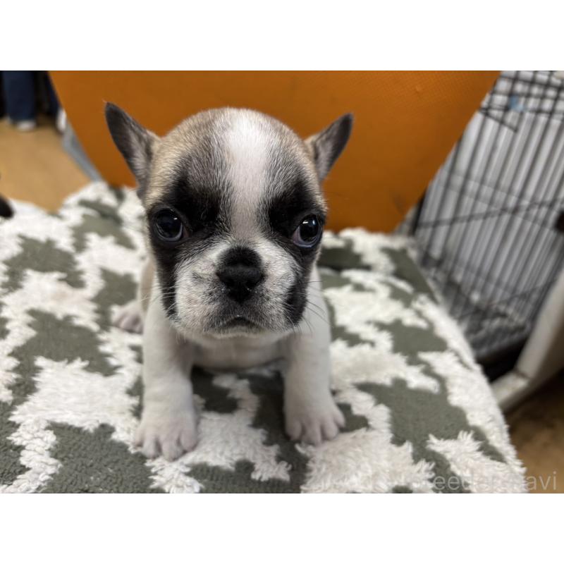 成約済の千葉県のフレンチブルドッグ-445333の9枚目