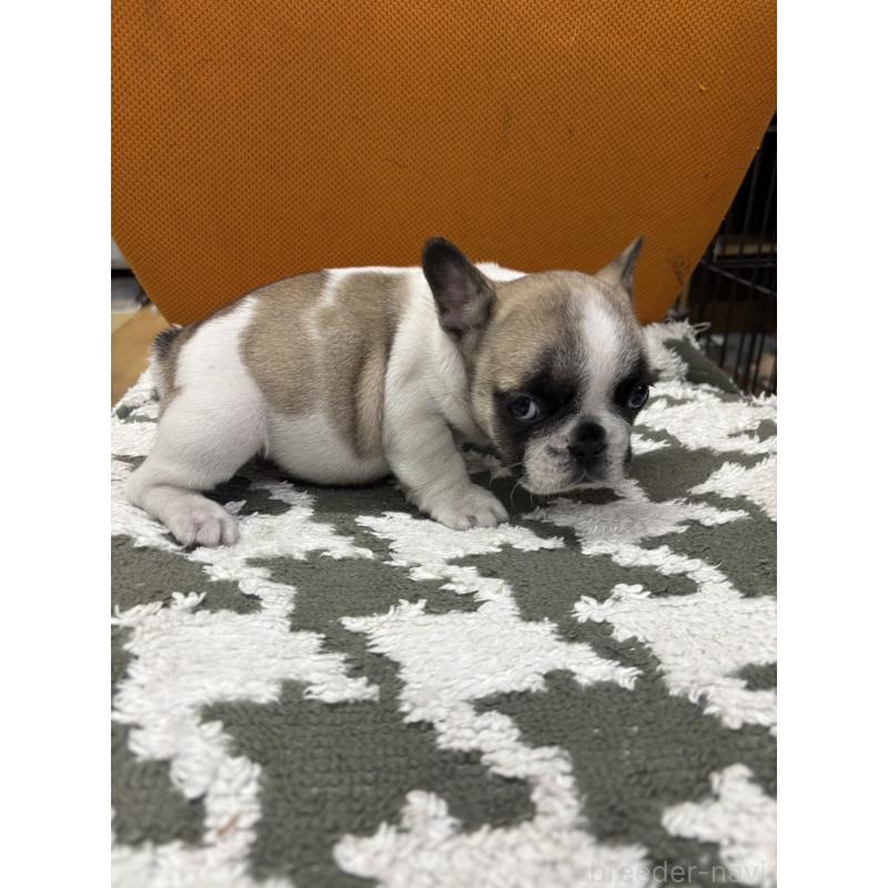 成約済の千葉県のフレンチブルドッグ-445333の7枚目