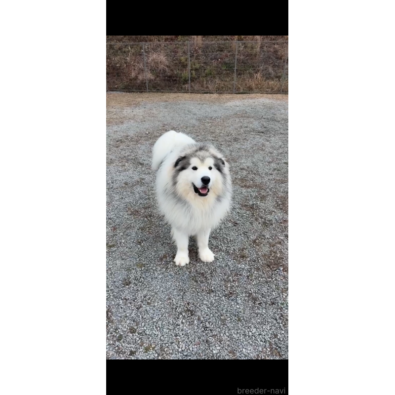 時松宏樹ブリーダーの詳細