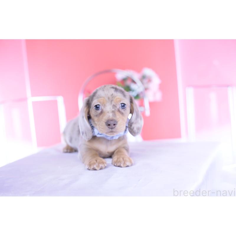 販売中の愛知県のカニンヘンダックスフンド(スムースヘアード)-440912の10枚目