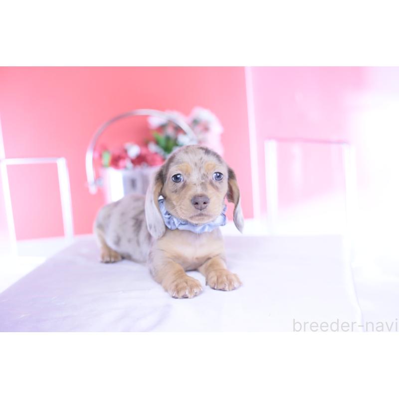 販売中の愛知県のカニンヘンダックスフンド(スムースヘアード)-440912の9枚目