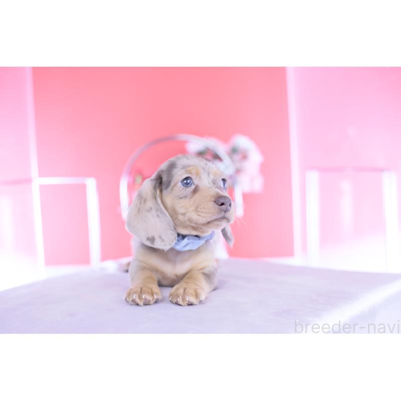 販売中の愛知県のカニンヘンダックスフンド(スムースヘアード)-440912の8枚目