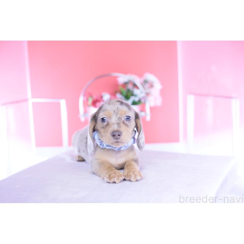 販売中の愛知県のカニンヘンダックスフンド(スムースヘアード)-440912の3枚目