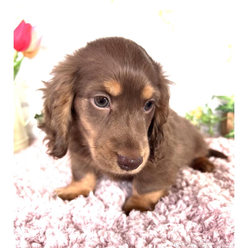 販売中の埼玉県のミニチュアダックスフンド(ロングヘアード)-443164の17枚目