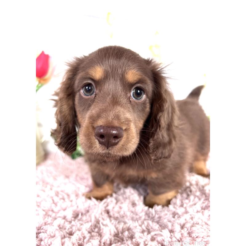 販売中の埼玉県のミニチュアダックスフンド(ロングヘアード)-443164の16枚目