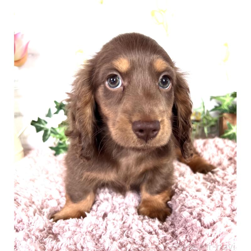 販売中の埼玉県のミニチュアダックスフンド(ロングヘアード)-443164の15枚目