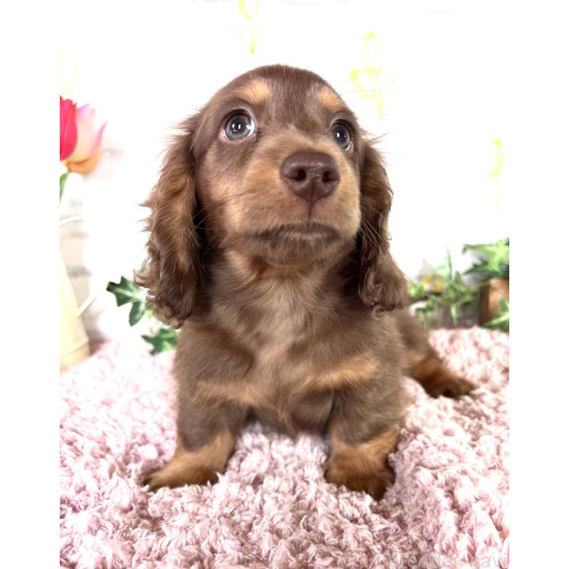 販売中の埼玉県のミニチュアダックスフンド(ロングヘアード)-443164の14枚目