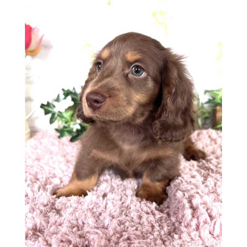 販売中の埼玉県のミニチュアダックスフンド(ロングヘアード)-443164の13枚目