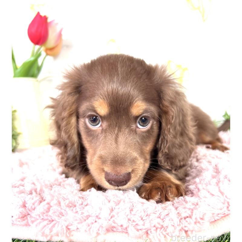 販売中の埼玉県のミニチュアダックスフンド(ロングヘアード)-443164の12枚目