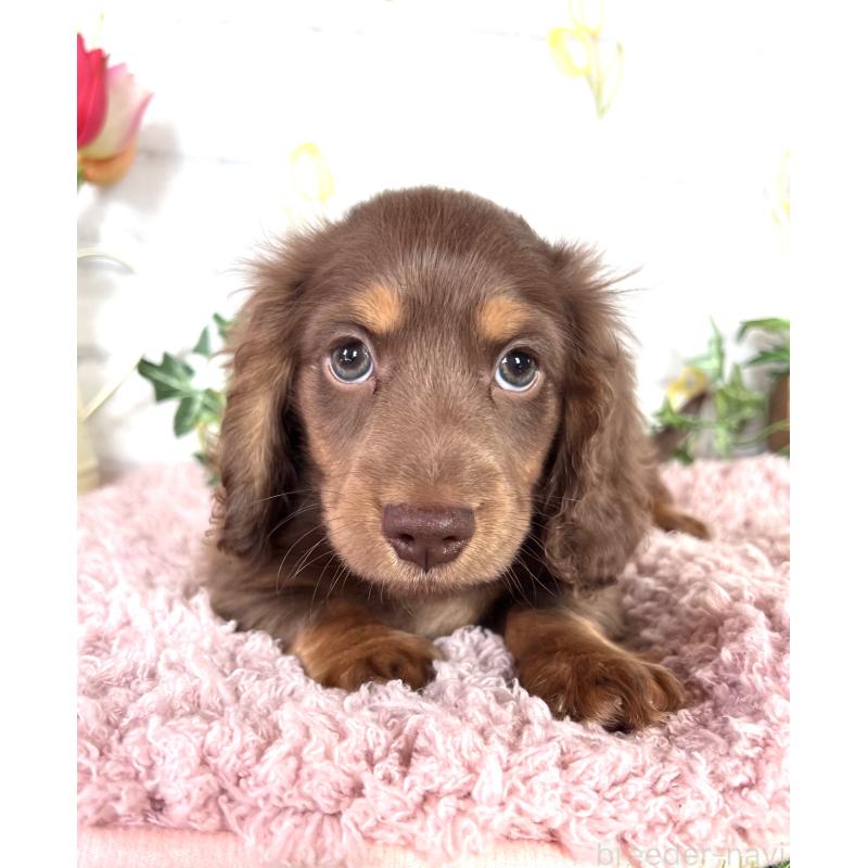 販売中の埼玉県のミニチュアダックスフンド(ロングヘアード)-443164の11枚目