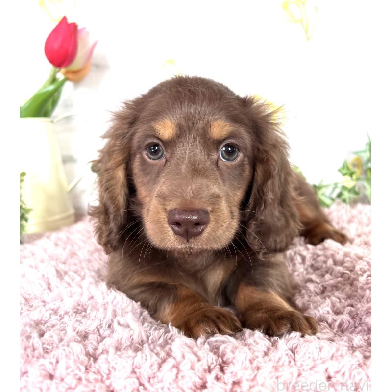 販売中の埼玉県のミニチュアダックスフンド(ロングヘアード)-443164の10枚目