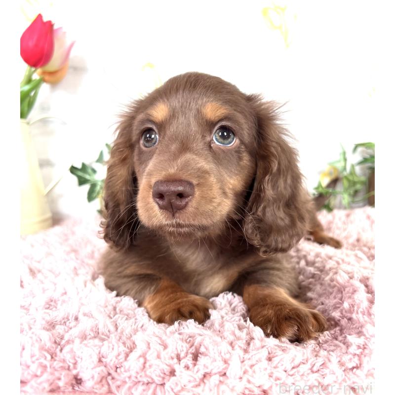 販売中の埼玉県のミニチュアダックスフンド(ロングヘアード)-443164の9枚目