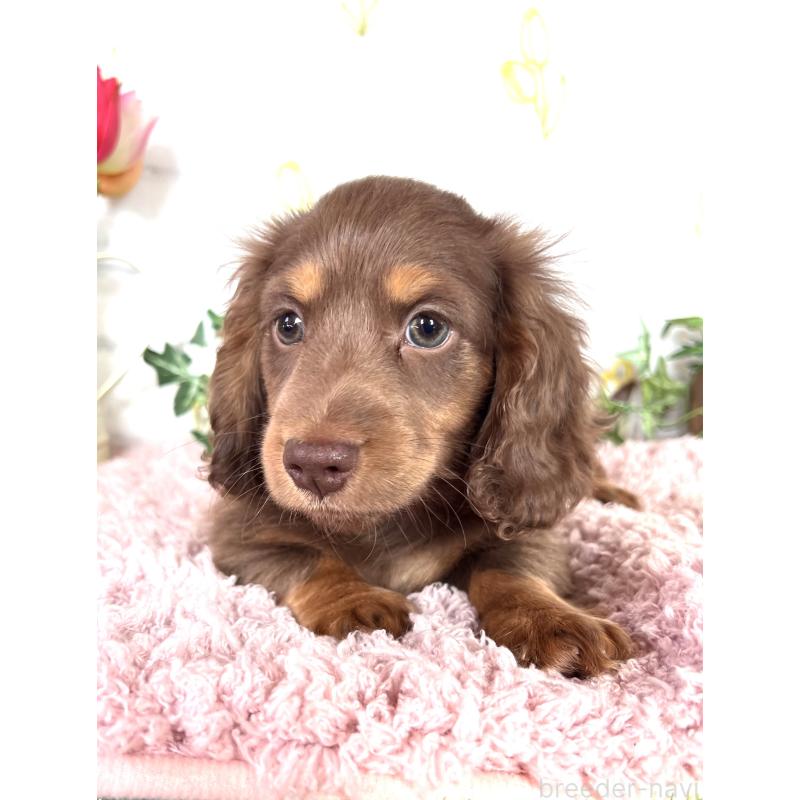 販売中の埼玉県のミニチュアダックスフンド(ロングヘアード)-443164の8枚目