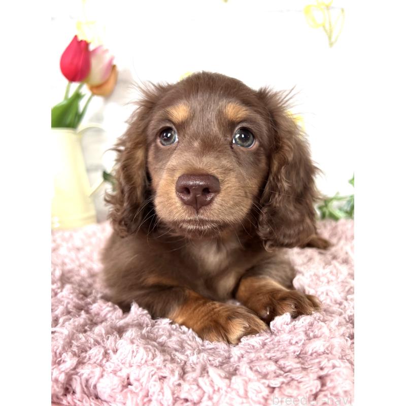 販売中の埼玉県のミニチュアダックスフンド(ロングヘアード)-443164の7枚目