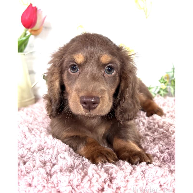 販売中の埼玉県のミニチュアダックスフンド(ロングヘアード)-443164の6枚目