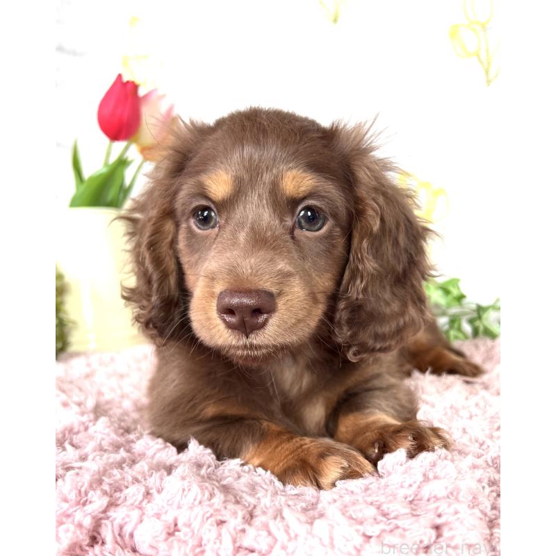 販売中の埼玉県のミニチュアダックスフンド(ロングヘアード)-443164の5枚目