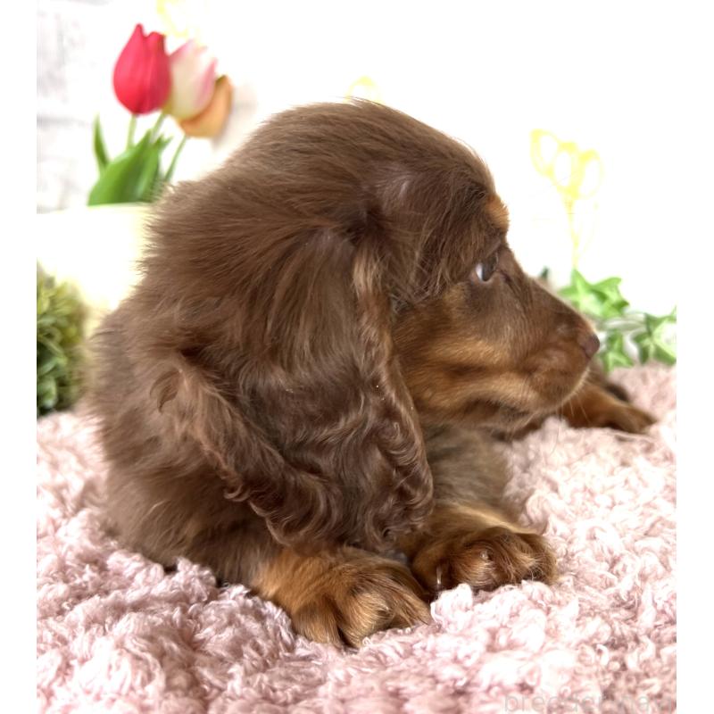 販売中の埼玉県のミニチュアダックスフンド(ロングヘアード)-443164の4枚目