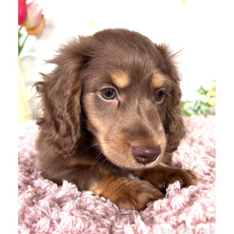 販売中の埼玉県のミニチュアダックスフンド(ロングヘアード)-443164の3枚目