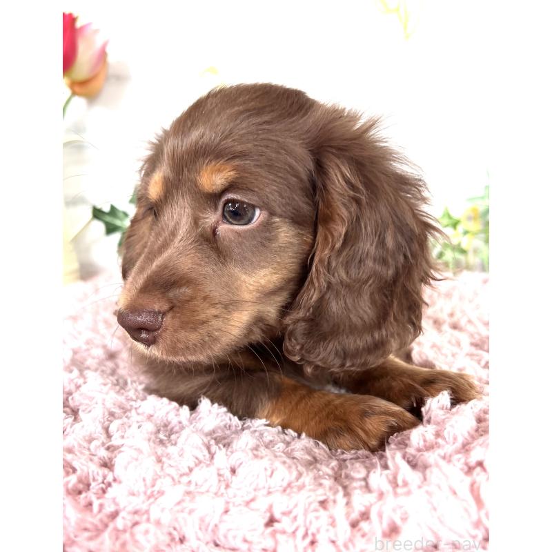 販売中の埼玉県のミニチュアダックスフンド(ロングヘアード)-443164の2枚目