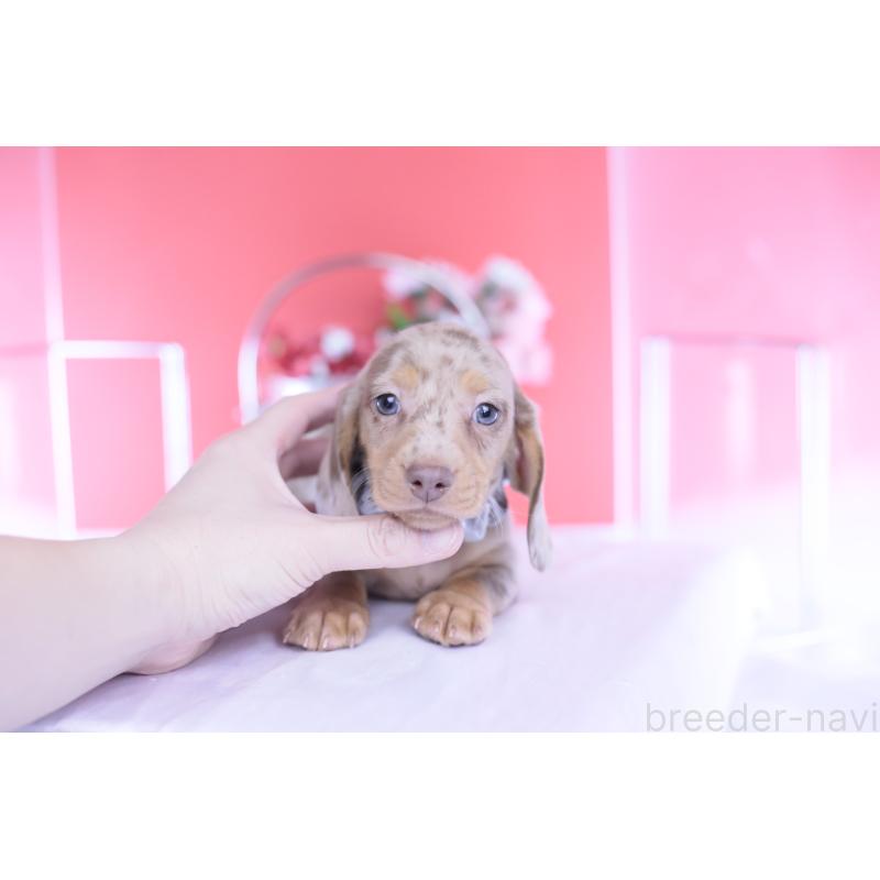 成約済の愛知県のカニンヘンダックスフンド(スムースヘアード)-440910の12枚目