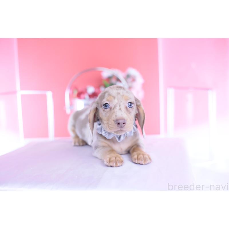 成約済の愛知県のカニンヘンダックスフンド(スムースヘアード)-440910の10枚目