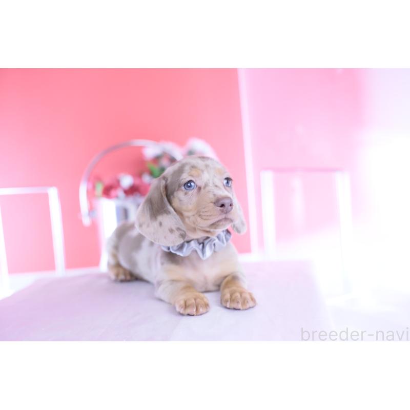 成約済の愛知県のカニンヘンダックスフンド(スムースヘアード)-440910の8枚目