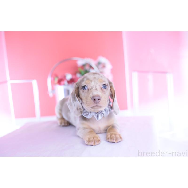 成約済の愛知県のカニンヘンダックスフンド(スムースヘアード)-440910の7枚目