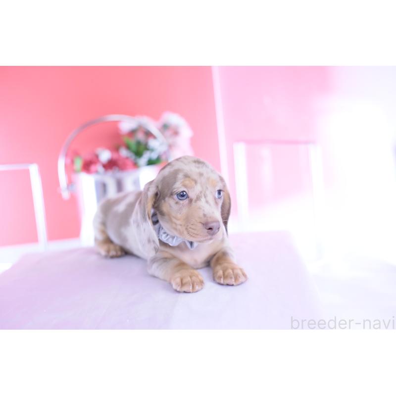 成約済の愛知県のカニンヘンダックスフンド(スムースヘアード)-440910の6枚目