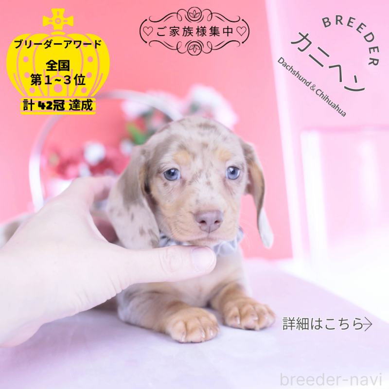 ♂︎カニンヘンダックスフンド(スムースヘアード)