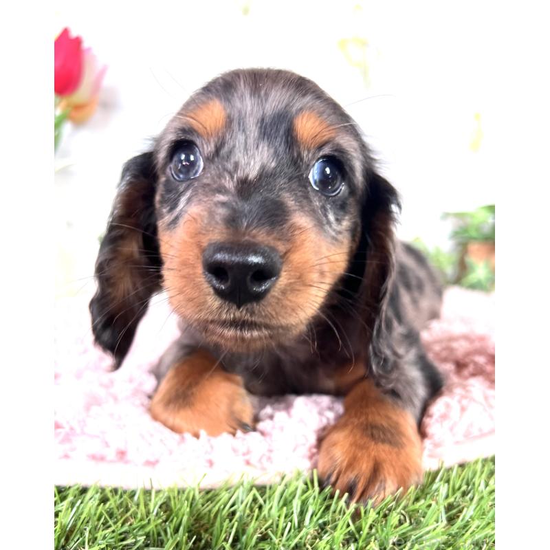 販売中の埼玉県のミニチュアダックスフンド(ロングヘアード)-443167の29枚目