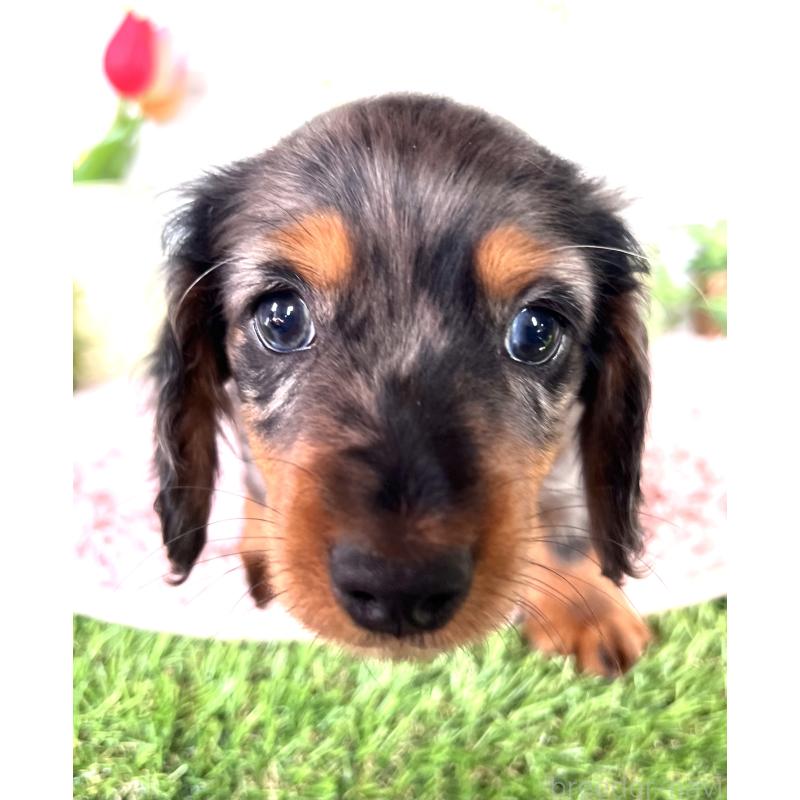 販売中の埼玉県のミニチュアダックスフンド(ロングヘアード)-443167の28枚目