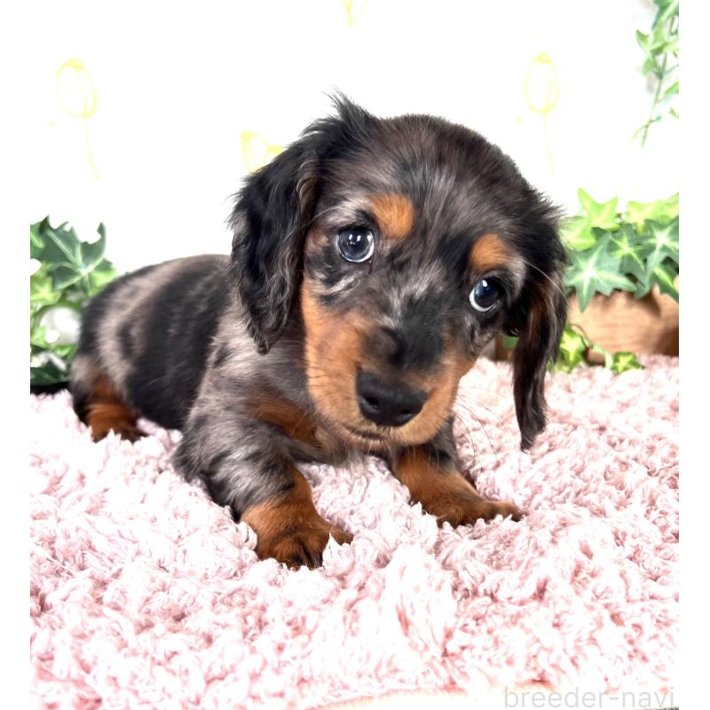 販売中の埼玉県のミニチュアダックスフンド(ロングヘアード)-443167の27枚目