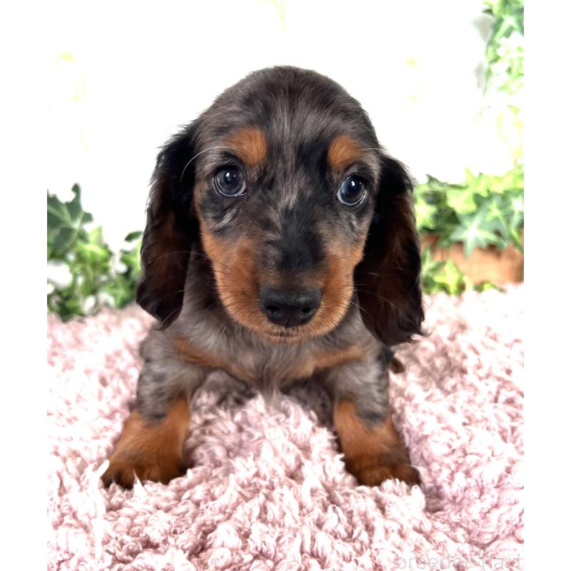 販売中の埼玉県のミニチュアダックスフンド(ロングヘアード)-443167の26枚目