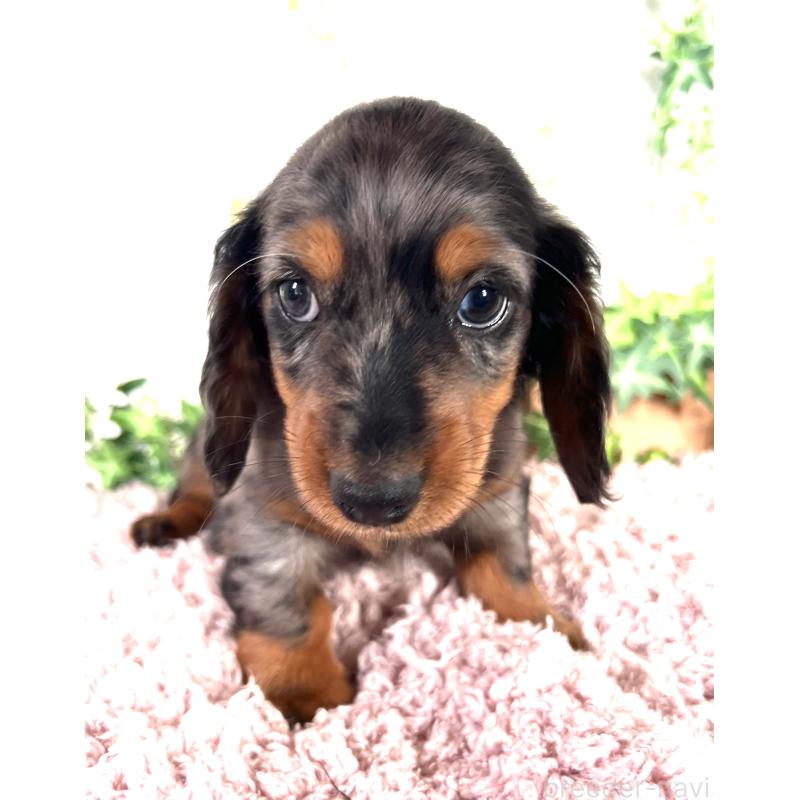 販売中の埼玉県のミニチュアダックスフンド(ロングヘアード)-443167の25枚目