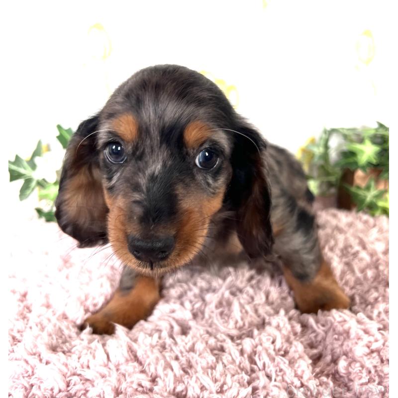 販売中の埼玉県のミニチュアダックスフンド(ロングヘアード)-443167の24枚目