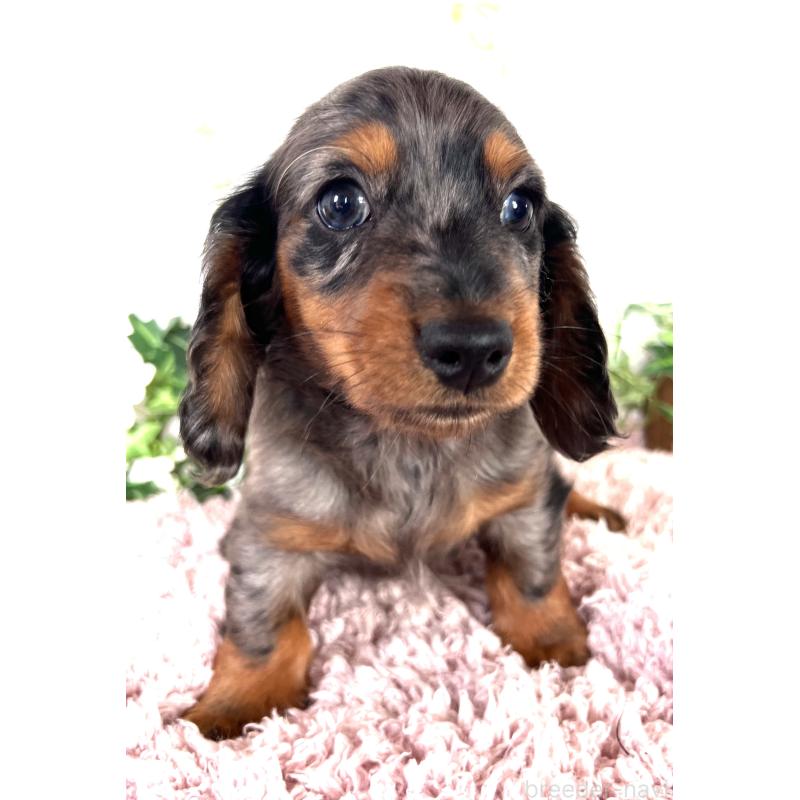 販売中の埼玉県のミニチュアダックスフンド(ロングヘアード)-443167の23枚目