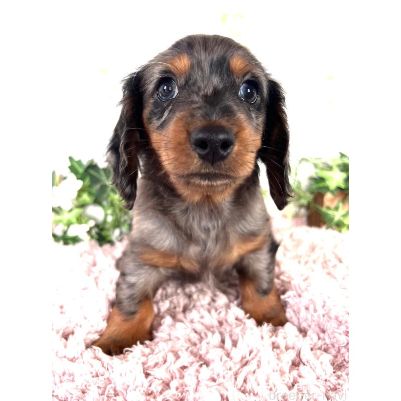 販売中の埼玉県のミニチュアダックスフンド(ロングヘアード)-443167の22枚目