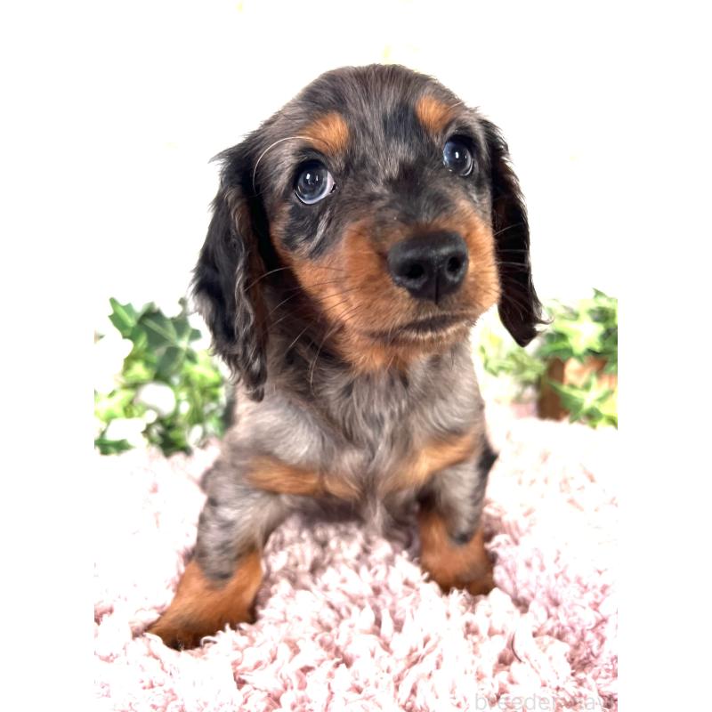 販売中の埼玉県のミニチュアダックスフンド(ロングヘアード)-443167の21枚目