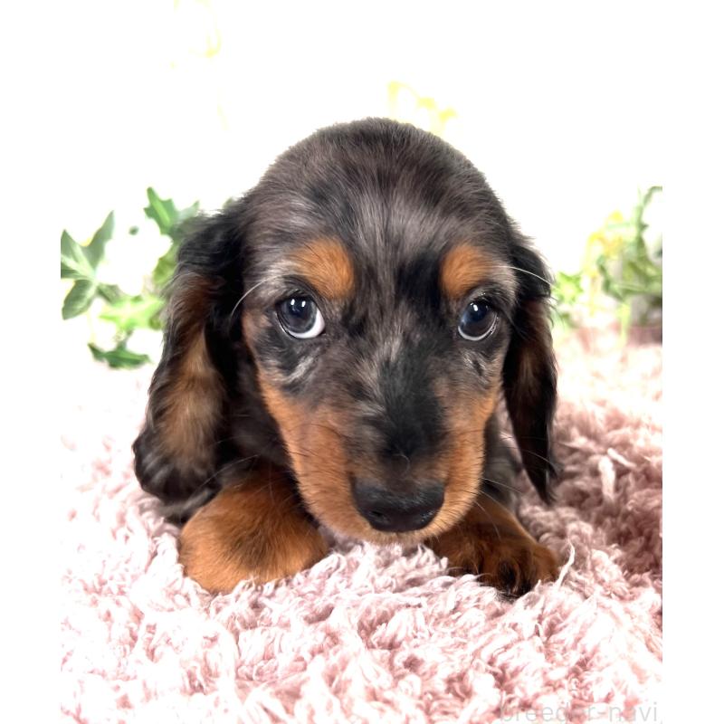 販売中の埼玉県のミニチュアダックスフンド(ロングヘアード)-443167の20枚目