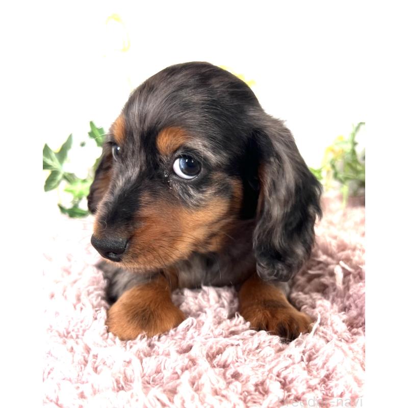 販売中の埼玉県のミニチュアダックスフンド(ロングヘアード)-443167の19枚目