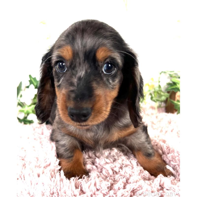 販売中の埼玉県のミニチュアダックスフンド(ロングヘアード)-443167の18枚目