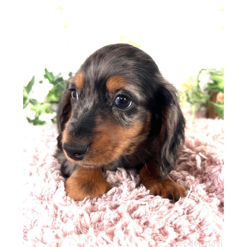 販売中の埼玉県のミニチュアダックスフンド(ロングヘアード)-443167の17枚目