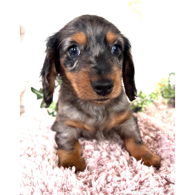 販売中の埼玉県のミニチュアダックスフンド(ロングヘアード)-443167の16枚目