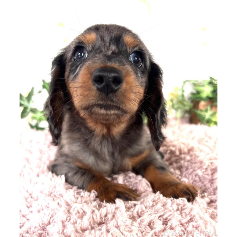 販売中の埼玉県のミニチュアダックスフンド(ロングヘアード)-443167の15枚目