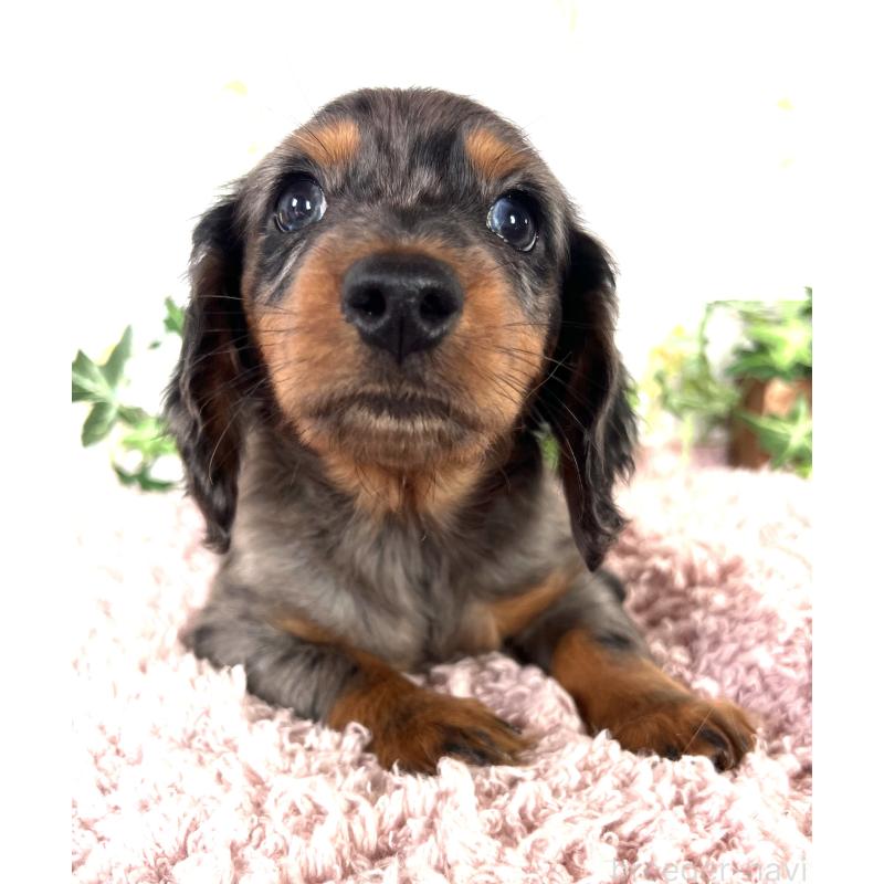 販売中の埼玉県のミニチュアダックスフンド(ロングヘアード)-443167の14枚目